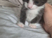 2 male kittens