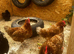 Hens