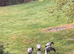 Runner Ducks for Sale