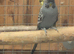Black wing budgie pair