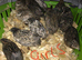 SEXED QUAILS,CHINESE PAINTED BUTTONS!