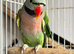 Male and female Moustache Parrots