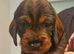 Standard wirehaired dachshund puppies