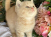 British long and shorthair kittens