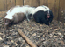 Male and female pair of skunks