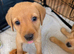 2 Male KC registered Fox Red Labrador READY NOW
