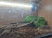Bearded dragon
