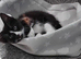 Kittens for sale