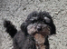 5 year old toy poodle female
