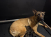 Belgian Malinois