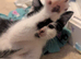 7 lovely mixed aged kittens