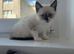 Male and female ragdoll crosses