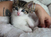 Stunning Tabby and White Kitten