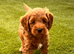 Full Australian labradoodle Male