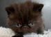 Litter of Persian and Exotic Chocolate & Black Kittens Available
