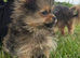 Minuture Yorkipom