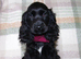 KC Show Cocker Spaniel