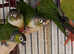 Pineapple Cinnamon & Green cheek Conures