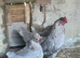 Lavender Araucana Trio