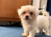 Bichon maltese