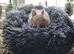 Adorable Pure Bed Netherland Dwarf bunnies