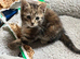 Beautiful Kittens