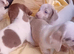 Mini Dachshund GIRL...ready NOW