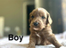 Cockapoo puppies ready to leave us from 10th July