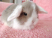 Selection of mini lop babies available