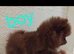 Stunning pomeranian pups