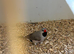 Male Hecks Finch