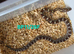 Caramel corn snake het palmetto
