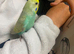 Various coloured hand tame baby budgies