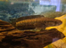 Golden cobra spotted snakehead/African