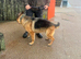 Female German shepherd