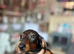 Miniature Dachshund