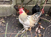 Rockin Cockerel Looking for new pastures
