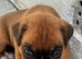 Champion breed boxer puppies