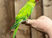 Ring neck parrot