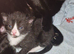 Gorgeous Kittens plus mum