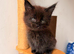 FIVE MAINE COON (TWO POLYDACTYL) KITTENS LOOKING FOR LOVING HOME