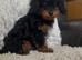 Cavapoo puppy