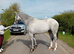 Irish Sports Horse