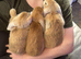 Beautiful Pure Mini Lops