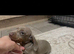 Miniature dachshunds