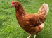 Warren laying Hens