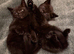 Two adorable brothers