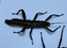 Pair of Giant thorny devil stick insects (Eurycantha Horrida "Popondetta")
