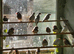 Mixed finches and dimond doves