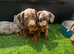 6 miniature dachshund puppy’s ready for there new homes